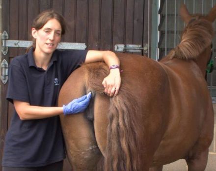 Lecturas de temperatura normal en caballos y tratamientos para anomalías