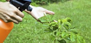 How to treat cabbage from pests with ammonia