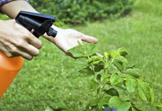 How to treat cabbage from pests with ammonia