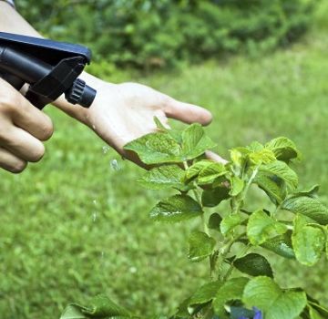 How to treat cabbage from pests with ammonia