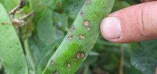 Cómo tratar pulgones en frijoles, otras plagas de leguminosas y medidas de control.