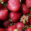 Description and characteristics of the Zenga Zengana strawberry variety, growing rules