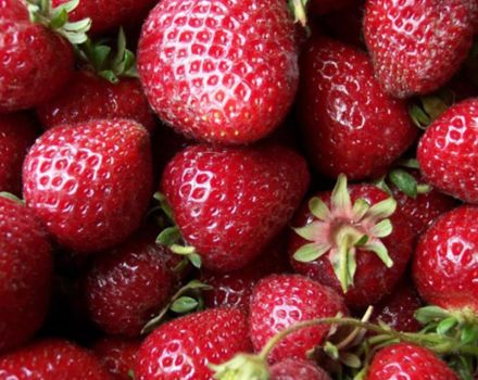 Description and characteristics of the Zenga Zengana strawberry variety, growing rules