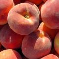 Description and characteristics of the Redhaven peach, history of selection of the variety and rules of cultivation