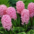 When and how to plant hyacinths in open ground, rules of care and cultivation