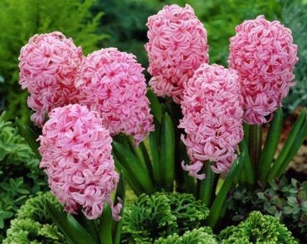 When and how to plant hyacinths in open ground, rules of care and cultivation