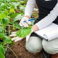 Ką daryti, jei agurkų lapai šiltnamyje nudžiūsta, kaip juos apdoroti gydymui