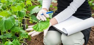 Que faire si les feuilles de concombres se fanent dans la serre, comment les traiter pour le traitement