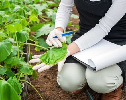 Que faire si les feuilles de concombres se fanent dans la serre, comment les traiter pour le traitement