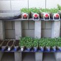 Growing cucumbers on the balcony in plastic bottles