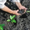 ¿Necesito apilar pimientos en un campo abierto o en un invernadero?