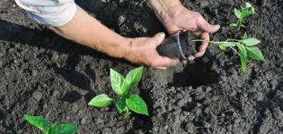 ¿Necesito apiñar pimientos en un campo abierto o en un invernadero?