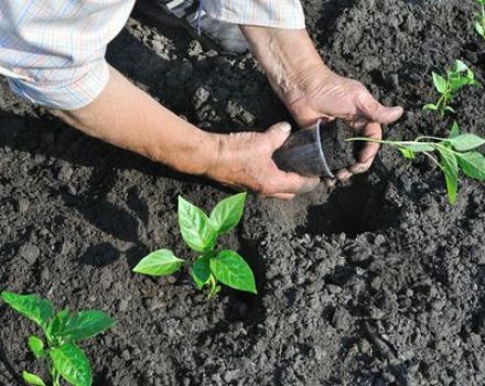 ¿Necesito apiñar pimientos en un campo abierto o en un invernadero?