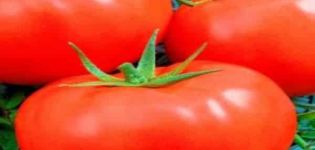 Description of the tomato variety Slavic masterpiece, plant care