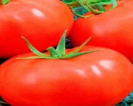 Description of the tomato variety Slavic masterpiece, plant care