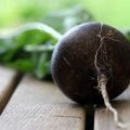 Useful properties and contraindications of black radish for the human body