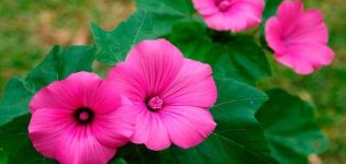 Description of the lavatera, features of growing from seeds and care for seedlings