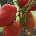 Ciri-ciri dan perihalan varieti tomato Grushovka, hasilnya