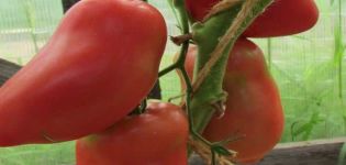 Ciri-ciri dan perihalan varieti tomato Grushovka, hasilnya