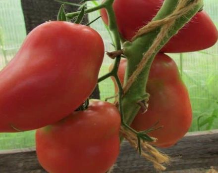 Ciri-ciri dan perihalan varieti tomato Grushovka, hasilnya