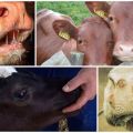 Signs and causes of stomatitis in a cow, cattle treatment and prevention