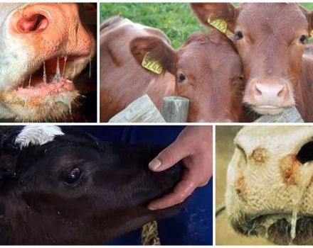 Tanda dan penyebab stomatitis pada lembu, rawatan dan pencegahan lembu