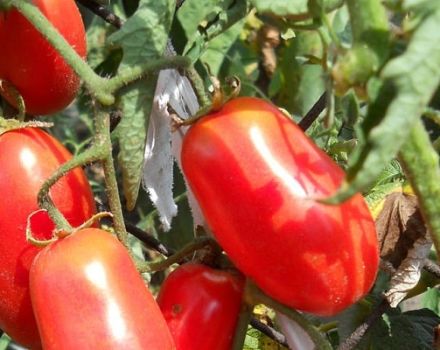 Description de la variété de tomate surprise sibérienne, caractéristiques de culture et de soins