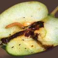 Methods of dealing with a moth on an apple tree, how to process it to get rid