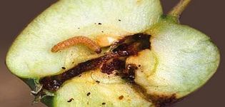 Methods of dealing with a moth on an apple tree, how to process it to get rid of