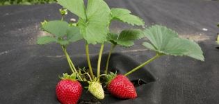 Types of covering fabrics and materials for strawberries from weeds