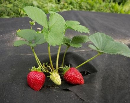 Mga uri ng takip ng tela at materyales para sa mga strawberry mula sa mga damo