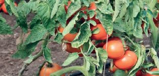 Description of the tomato variety Groot, its characteristics and care