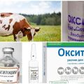 Instructions for use for cows Oxytocin, doses for animals and analogues