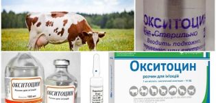 Arahan penggunaan untuk Oksitosin lembu, dos untuk haiwan dan analognya