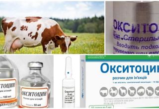 Instructions for use for cows Oxytocin, doses for animals and analogues