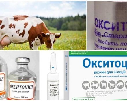 Instructions for use for cows Oxytocin, doses for animals and analogues