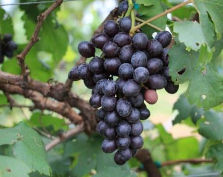 Description and characteristics of the Valiant grape variety, rules of cultivation and storage