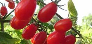 Description of the tomato variety Elf f1, features of cultivation and care