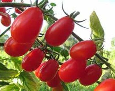 Descripción de la variedad de tomate Elf f1, características de cultivo y cuidado.