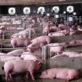 Systeme und Methoden, um Schweine für Anfänger zu Hause zu halten