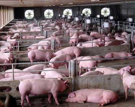 Systems and methods of keeping pigs at home for beginners