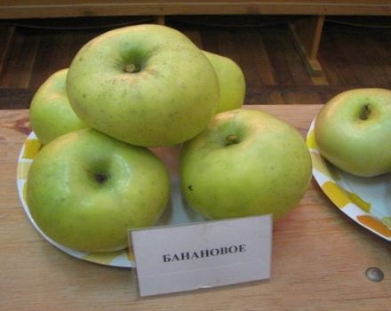 Description de la variété de pomme banane: maturation et fructification, dans quelles régions elle pousse