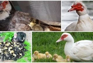 Description de la race de canards muets et élevage à domicile pour les débutants