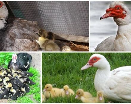 Description de la race de canards muets et élevage à domicile pour les débutants