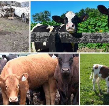 Mengapa anak lembu kadang-kadang memakan tanah dan apa yang harus dilakukan