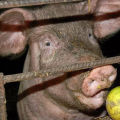 Reasons why a pig does not eat after farrowing and what to do, treatment methods