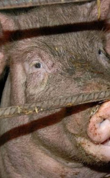 Reasons why a pig does not eat after farrowing and what to do, treatment methods