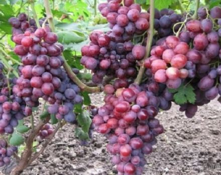 Description and history of the grape variety Zarya Nesvetaya, cultivation and care