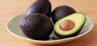 Description and history of selection of the Haas avocado variety, application and how it differs from the usual