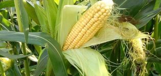 The best predecessors of maize in a crop rotation that can be planted after